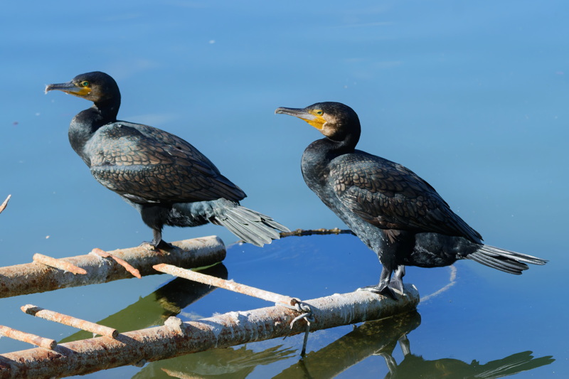 Two cormorants relaxing 2